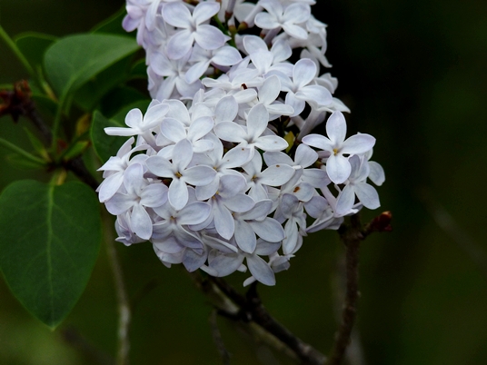 {Syringa vulgaris}